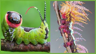 6 Remarkably Weird Looking Caterpillars and What They Become [upl. by Pegasus639]