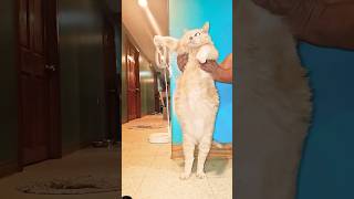 cat gato catlover humor cuteecats funncats cutespets shorts youtubeshorts funnycats cute [upl. by Ethelda]