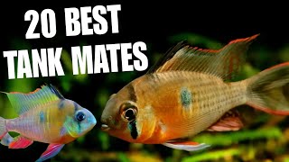 Best 20 Suitable Tank Mates For Bolivian Ram  Top 20 Bolivian Ram Cichlid Tank Mates [upl. by Lemrahs717]