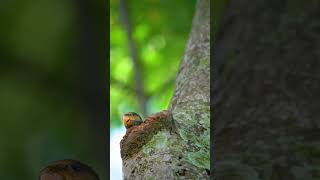 Baby Redbreasted Parakeet 绯胸鹦鹉  Sony A9 sony200600 birds sonysingapore sgbirds wildlife [upl. by Rinaldo131]