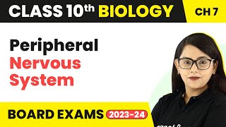 Peripheral Nervous System  Control and Coordination  Class 10 Biology [upl. by Akina889]