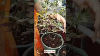 Home made liquid fertilizer for Rose plants youtubeshorts shorts nethravlogsintelugu [upl. by Hollister]