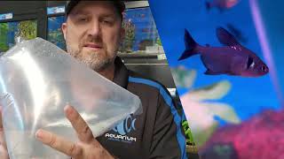 Aquarium Central  Unboxing Video September 29th Freshwater Seahorse pipefish Tetras Guppies [upl. by Letsou282]