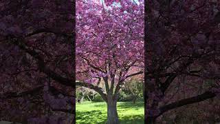 Breathtakingly Beautiful Cherry Blossom Tree Scene With Blissful Nature Voice  shorts nature [upl. by Mullac168]