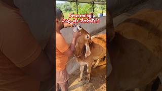 Deworming ఎప్పుడు చేయాలి Dewarming ఎందుకు చేయాలి dairyfarm gircow deworming desicow [upl. by Llerrahs]