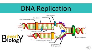 DNA replication [upl. by Pietrek226]