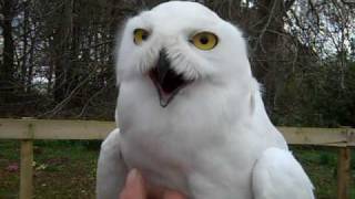 Harry Potter owls Hedwig and Errol in Aberdeenshire [upl. by Notreve]