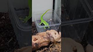 Giant day gecko  Phelsuma grandis lizard reptile [upl. by Icnarf613]