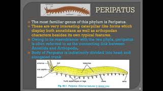 Phylum Onychophora part 2a Peripatus [upl. by Dnomar727]