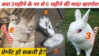 Rabbit Breeding Process 33 महीने का नर मादा खरगोश को प्रेग्नेंट कर सकता है क्याRabbit Mitting Age [upl. by Yila]