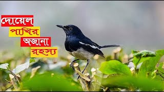 দোয়েল পাখি  দোয়েল পাখির অজানা রহস্য  dowel pakhi  dowel  বাংলাদেশের জাতীয় পাখি  Apon Golpo [upl. by Siaht]