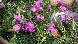 Delosperma Cooperi Mesembriantemo medicinal plant [upl. by Pinkham]