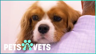 The Sweetest Dogs Suffering From Terrible Diseases [upl. by Schilling]