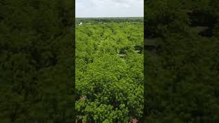 Huerta de Zapote Mamey en México Huertas Magaña mamey zapote huertasmagaña nature plantas [upl. by Haya]