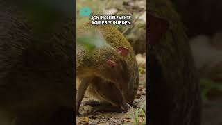 🌳🐾 ¡Las guatusas los pequeños jardineros de los bosques tropicales [upl. by Erimahs]