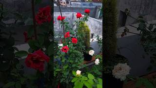 Monsoon terrace garden overview  hibiscus rose bougainvillea flowering plants  gardening [upl. by Aliekahs]