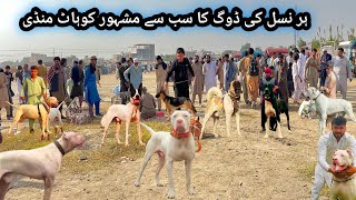 Pakistan Biggest Kohat Sunday Dogs Market Episode 301  Kohati Gultair vs Bully kutta Pk Animals [upl. by Keelin94]