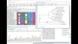 phylogenetic tree construction by using clustal W amp mega 11 [upl. by Fleurette406]