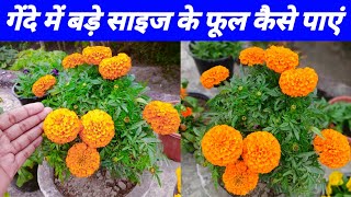 गेंदे के पौधे से बड़े साइज के फूल पाने का फार्मुला  Gende me phool kaise paye  Marigold care [upl. by Dimmick]