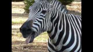 Zebra at Zoo [upl. by Lurlene]