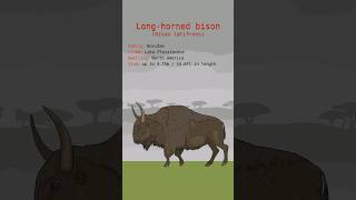 LONGHORNED BISON DATA  Bison Latifrons Bovidae  Extinct Animals [upl. by Nirred]