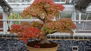 Liquidambar Bonsai Tree Basic Information [upl. by Fennell]