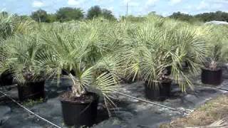 Pindo Palms 30 gallon New Crop [upl. by Nnylaehs]