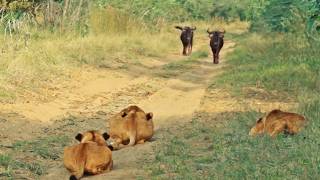 Wildebeest Walks Right Into Lions [upl. by Leiva]