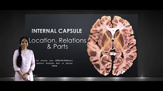 Internal Capsule Location Relations amp Parts [upl. by Rodrigo]