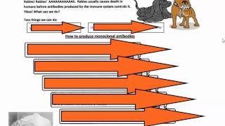 Monoclonal Antibodies IB Biology [upl. by Yesor373]