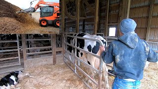 Real Life Day of a Dairyman [upl. by Manchester]