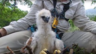 Inside a Harpy Eagle Nest  Ultimate Killers  BBC Earth [upl. by Hermy]