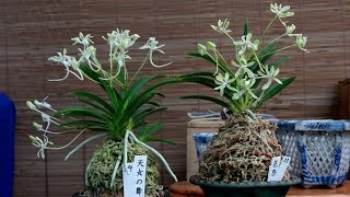 Repotting Japanese wind orchids Neofinetia falcata [upl. by Lovering]