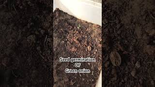 Green onionleeks greenonion vegetables gardening terracegarden germinatingseedsherbs nature [upl. by Lakin]