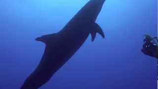 Dolphins  Scuba Diving with wild Dolphins in Rangiroa plongée avec les dauphins a Rangiroa [upl. by Beghtol]