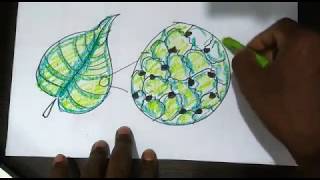 how to draw stomata NCERT CBSE ICSE class 3 science Breathing [upl. by Marek226]