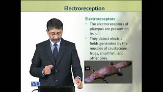 Electroreception  Animal Physiology and Behavior Theory  ZOO502TTopic060 [upl. by Irac990]