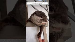 This family rescued an abandoned baby otter and brought it home to raise animalshorts otter [upl. by Aro]