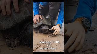 Snapping Turtle vs Human Hand [upl. by Enaujed]