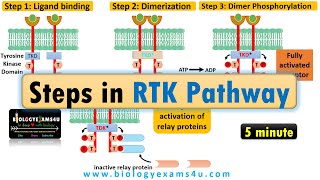 Receptor Tyrosine Kinase pathway Steps in RTK signaling pathway [upl. by Lalage675]