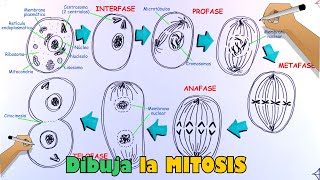 Aprende a dibujar la Mitosis y sus fases paso a paso [upl. by Ocimad]