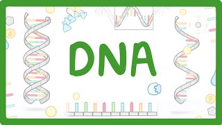 GCSE Biology  What is DNA Structure and Function of DNA 65 [upl. by Ahsima]