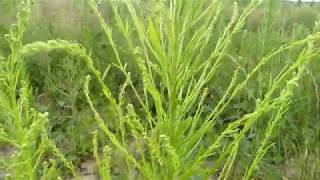 How to Identify Horseweed [upl. by Akkinahs]