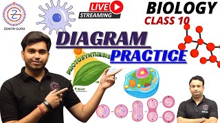 DIAGRAM PRACTICE  Class 10  Lec3 By Ashutosh Sir zenithguru biology [upl. by Laughry317]