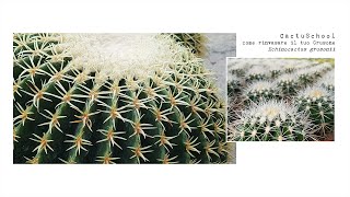 Cactuschool  Come rinvasare il tuo Grusone Echinocactus grusonii [upl. by Deeraf]