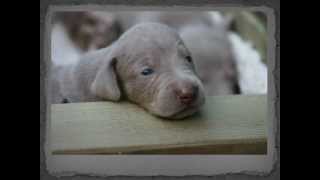 Chiots Braque de Weimar  Weimaraner puppies [upl. by Amberly]