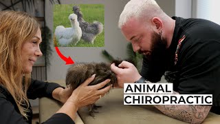 Seidenhuhn mit schiefem Hals Wie wir geholfen haben🐓 Animal Chiropractic [upl. by Nahtnaoj239]