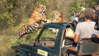 Taru vs Shambhu Part 1 wildlife tadoba forest tiger safari fight fighting [upl. by Ablem284]