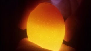 Amazing Chick Movement Candling Chicken Eggs Day 7 [upl. by Rubel790]