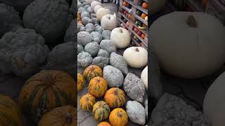 Pumpkin Festival in Germanyautumn pumpkin festival minivlog ytshortsindia ytshorts daytrip [upl. by Azarcon1]